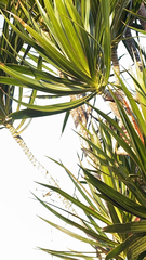Dracaena reflexa angustifolia