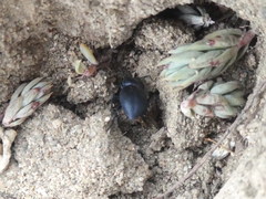 Tentyria mucronata