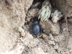 Tentyria mucronata