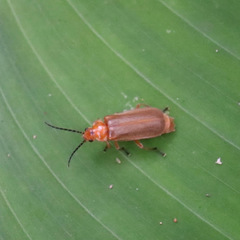 Pachymesia