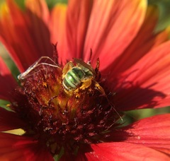 Agapostemon angelicus