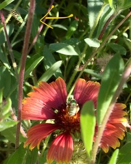 Agapostemon angelicus