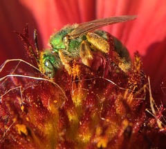 Agapostemon angelicus