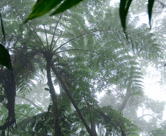 Sphaeropteris lepifera