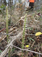 Spiranthes odorata