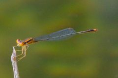 Enallagma pollutum