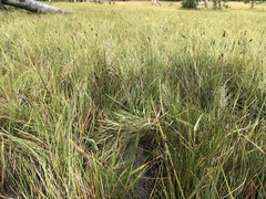 Carex simulata