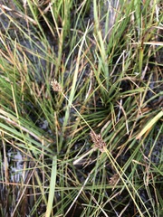Carex simulata