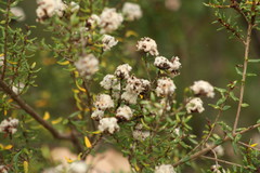 Spyridium scortechinii