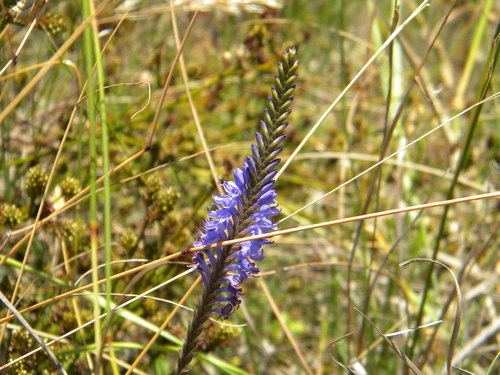 Image of Swordleaf Combflower (Micranthus alopecuroides) by no rights reserved