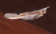 Ancylostomia stercorea