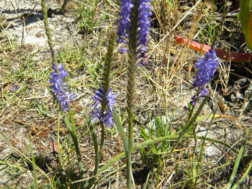 Image of Swordleaf Combflower (Micranthus alopecuroides) by no rights reserved