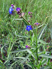 Anchusa gmelinii