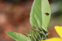 Stenolophus teutonus