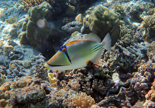 Arabian Picasso Triggerfish — seen at this dive site