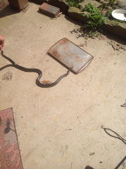 Lampropeltis nigra