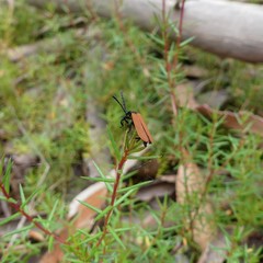 Trichalus semicostatus
