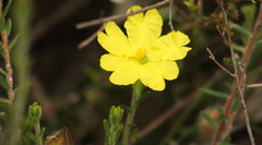 Hibbertia cistoidea