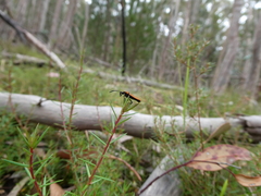 Trichalus semicostatus