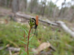 Trichalus semicostatus