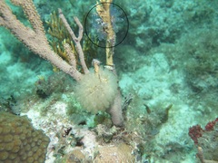 Clavelina puertosecensis