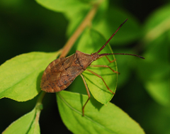 Homoeocerus dilatatus