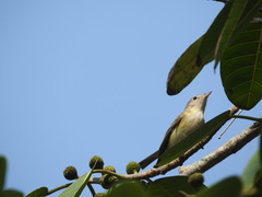 Vireo bellii bellii