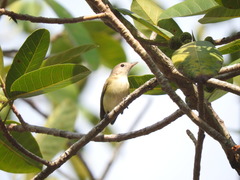 Vireo bellii bellii