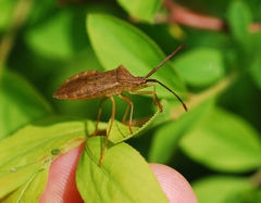 Homoeocerus dilatatus