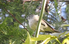 Vireo cassinii cassinii