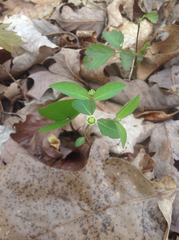Euphorbia mercurialina