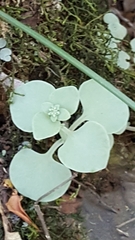 Crassula nemorosa
