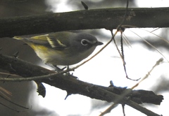 Vireo solitarius solitarius