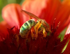 Agapostemon angelicus