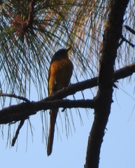 Pericrocotus ethologus