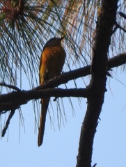 Pericrocotus ethologus