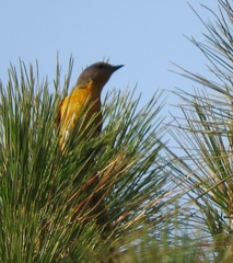 Pericrocotus ethologus