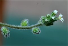 Myosotis australis