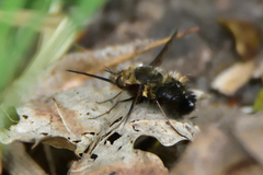 Bombylius discolor