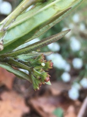 Danaus plexippus