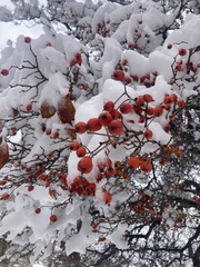 Crataegus × lavallei