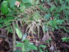Adiantum polyphyllum