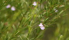 Hemigenia cuneifolia