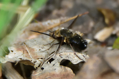 Bombylius discolor