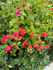 Bougainvillea