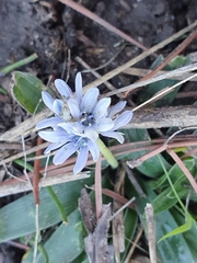 Hyacinthoides lingulata