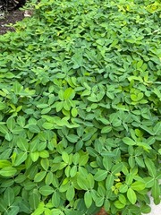 Arachis