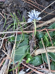 Hyacinthoides lingulata