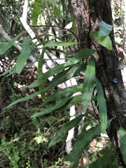 Microgramma heterophylla