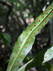 Microgramma heterophylla